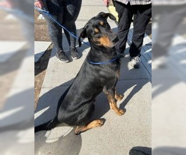 Medium Photo #2 Doberman Pinscher Puppy For Sale in Omaha, NE, USA