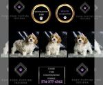 Small Photo #56 Goldendoodle (Miniature) Puppy For Sale in WARSAW, IN, USA