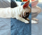 Small Photo #46 French Bulldog Puppy For Sale in MANHATTAN, NY, USA