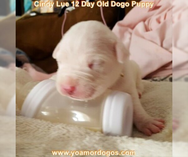 Medium Photo #32 Dogo Argentino Puppy For Sale in PINEVILLE, MO, USA