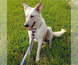 Dolly - Female - Mix Dog for Adoption - Photo #4