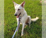 Small Photo #4 - Mix Puppy For Sale in Hoffman Estates, IL, USA