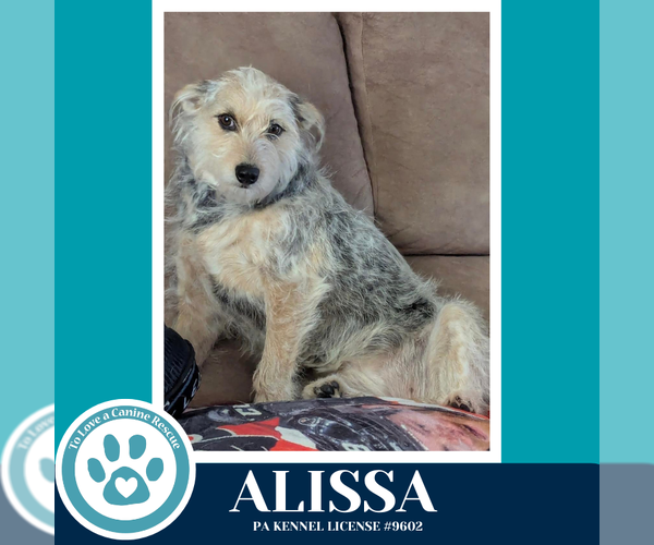 Medium Photo #1 Mutt Puppy For Sale in Kimberton, PA, USA