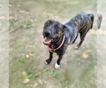 Small #7 Dutch Shepherd  Mix