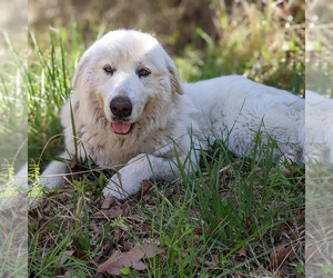 Great Pyrenees Puppy for sale in BOLTON, NC, USA