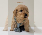 Small Photo #10 Goldendoodle Puppy For Sale in MILFORD, MI, USA