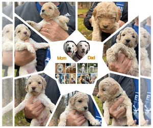 Goldendoodle Puppy for sale in NEWAYGO, MI, USA