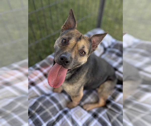 Medium Photo #2 Beagle-Unknown Mix Puppy For Sale in El Centro, CA, USA