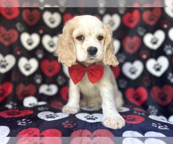 Medium Photo #7 Cocker Spaniel Puppy For Sale in LAKELAND, FL, USA