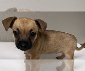 Chihuahua-Unknown Mix Dogs for adoption in Tracy, CA, USA