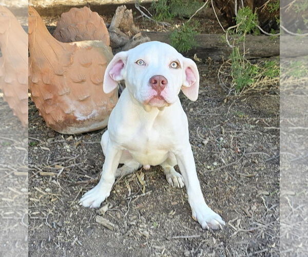 Medium Photo #3 American Staffordshire Terrier Puppy For Sale in Albuquerque, NM, USA