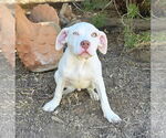 Small #2 American Staffordshire Terrier