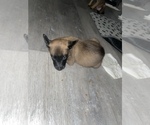 Small Photo #5 Belgian Malinois Puppy For Sale in SQUAW VALLEY, CA, USA