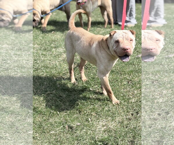 Medium Photo #3 Chinese Shar-Pei Puppy For Sale in Prescott, Ontario, Canada