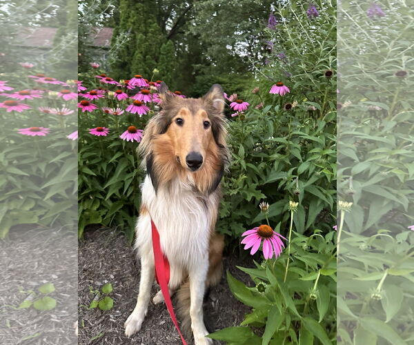 Medium Photo #6 Collie Puppy For Sale in Chantilly, VA, USA