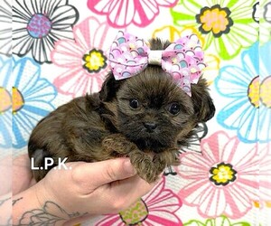 Shorkie Tzu Puppy for sale in WINNSBORO, LA, USA