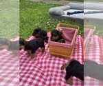 Small #3 Yorkshire Terrier
