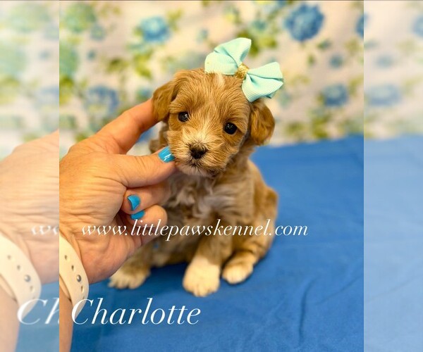 Medium Photo #1 Maltipoo (Miniature) Puppy For Sale in WINNSBORO, LA, USA