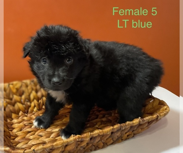 Medium Photo #10 Miniature American Shepherd Puppy For Sale in JEFFERSONTOWN, KY, USA
