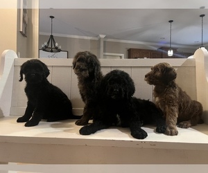 Goldendoodle Puppy for sale in MADISON, NC, USA