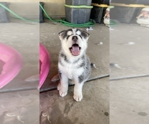Akita-Alaskan Husky Mix Puppy for sale in SAN JACINTO, CA, USA