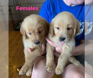 Golden Retriever Puppy for sale in BEVERLY, OH, USA