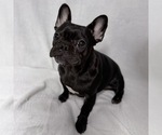 Small French Bulldog