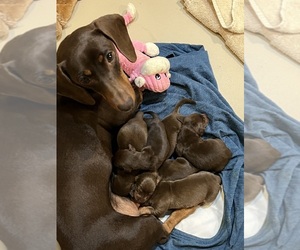 Dachshund Puppy for sale in MAYS LANDING, NJ, USA