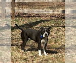 Small #1 American Pit Bull Terrier Mix