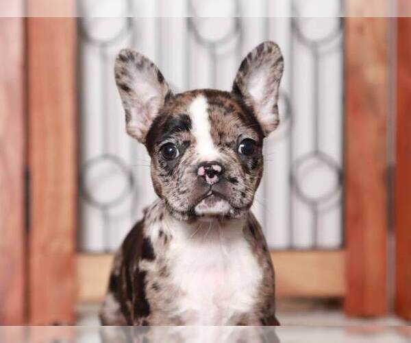 Medium Photo #2 Faux Frenchbo Bulldog Puppy For Sale in NAPLES, FL, USA