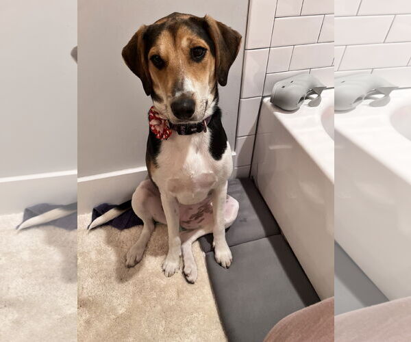 Medium Photo #15 Treeing Walker Coonhound-Unknown Mix Puppy For Sale in Holly Springs, NC, USA