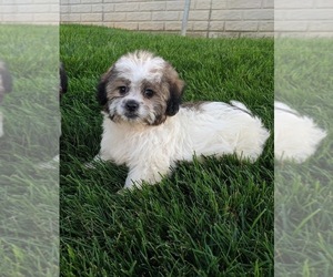 Zuchon Puppy for sale in FREDERICKSBURG, OH, USA