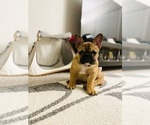 Small Photo #25 French Bulldog Puppy For Sale in DAVIE, FL, USA