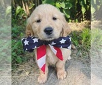 Puppy Belle Golden Retriever