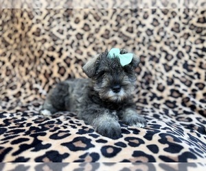 Schnauzer (Miniature) Puppy for sale in LAKELAND, FL, USA