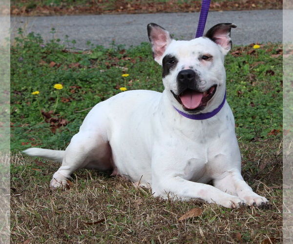 Medium Photo #3 American Bulldog-Unknown Mix Puppy For Sale in Prattville, AL, USA