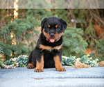 Small #1 Rottweiler