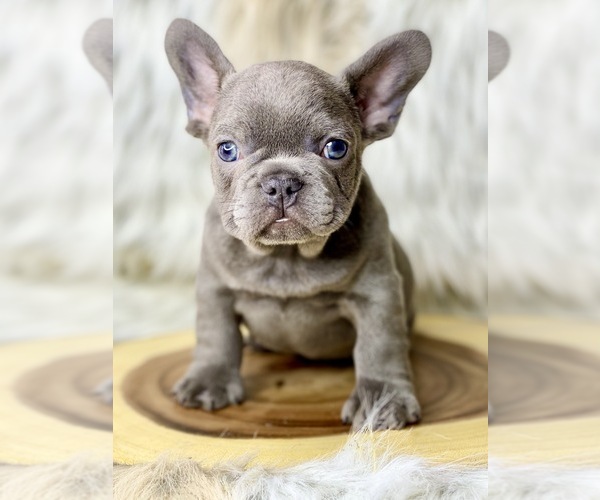 Medium Photo #3 French Bulldog Puppy For Sale in OJAI, CA, USA