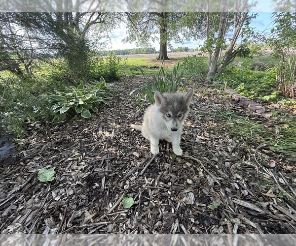 Medium Photo #2 Siberian Husky Puppy For Sale in ALTON, IL, USA