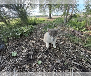 Medium Siberian Husky