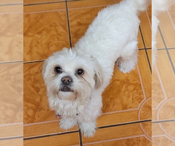Medium Photo #1 Lhasa-Poo Puppy For Sale in PHOENIX, AZ, USA