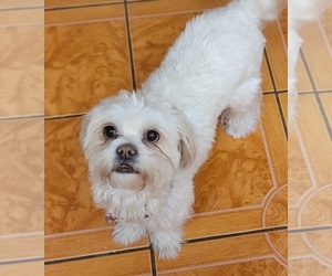 Mother of the Lhasa-Poo puppies born on 05/13/2025