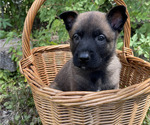 Small #1 Belgian Malinois