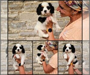 Bernese Mountain Dog-Cavalier King Charles Spaniel Mix Puppy for Sale in CUBA CITY, Wisconsin USA