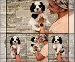 Puppy 0 Bernese Mountain Dog-Cavalier King Charles Spaniel Mix