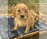 Small Photo #4 Poodle (Miniature) Puppy For Sale in BERNE, IN, USA