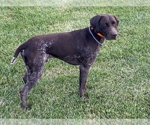 Father of the German Shorthaired Pointer puppies born on 02/14/2023