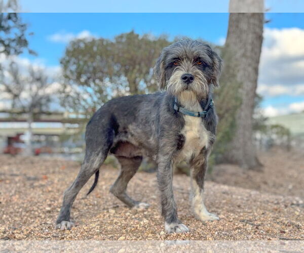 Medium Photo #1 Mutt Puppy For Sale in PIPE CREEK, TX, USA