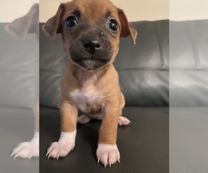 Chihuahua-Unknown Mix Puppy for sale in FORT MYERS, FL, USA