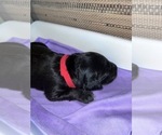 Small Photo #11 Border Collie-Golden Retriever Mix Puppy For Sale in OVERLAND PARK, KS, USA